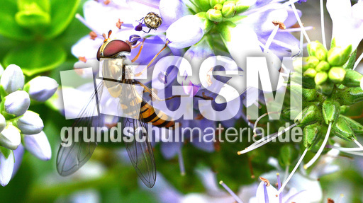 Garten-Schwebfliege (12).jpg